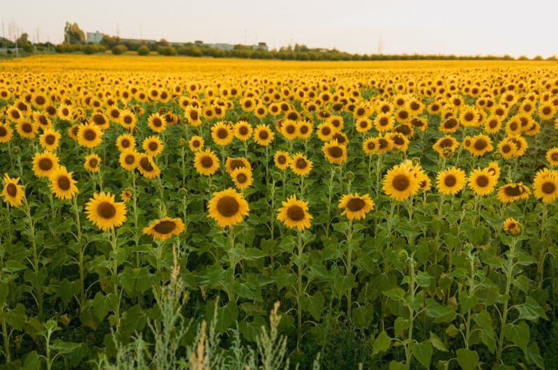 girasol