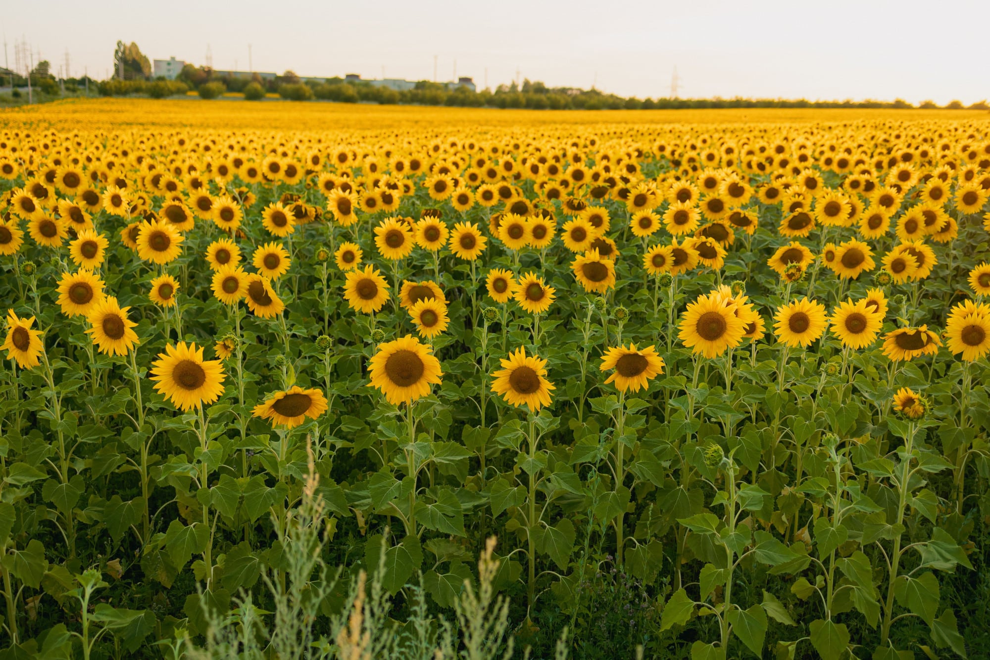 ¿Qué es el Aceite de Girasol?