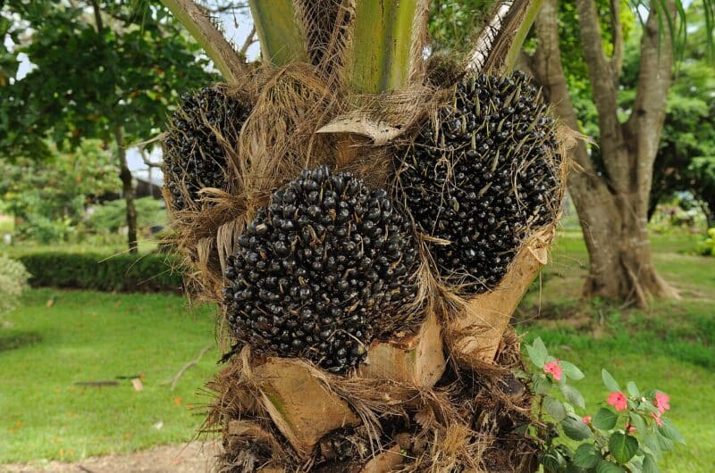 Racimo de frutos de la palma aceitera