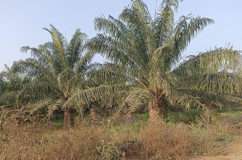 Fila de palmeras de aceite en una plantación