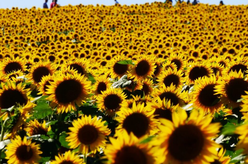 Campo de girasoles en flor