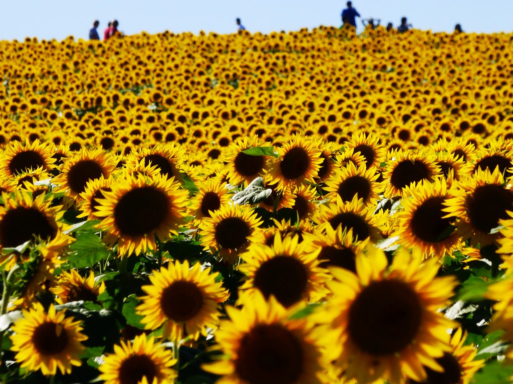 ¿Qué es el Aceite de Girasol?