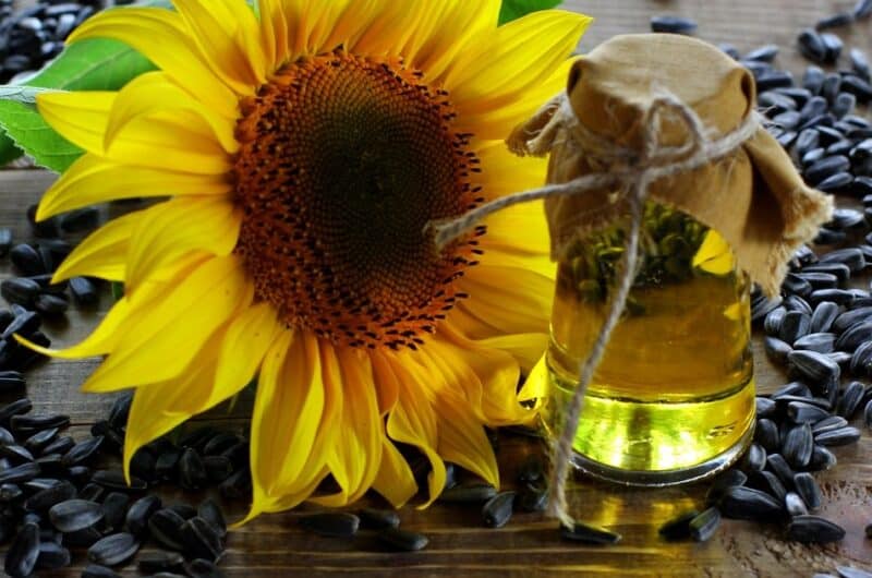Girasol junto a un frasco de aceite de girasol