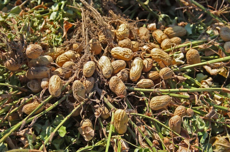 Planta de cacahuete recién cosechada