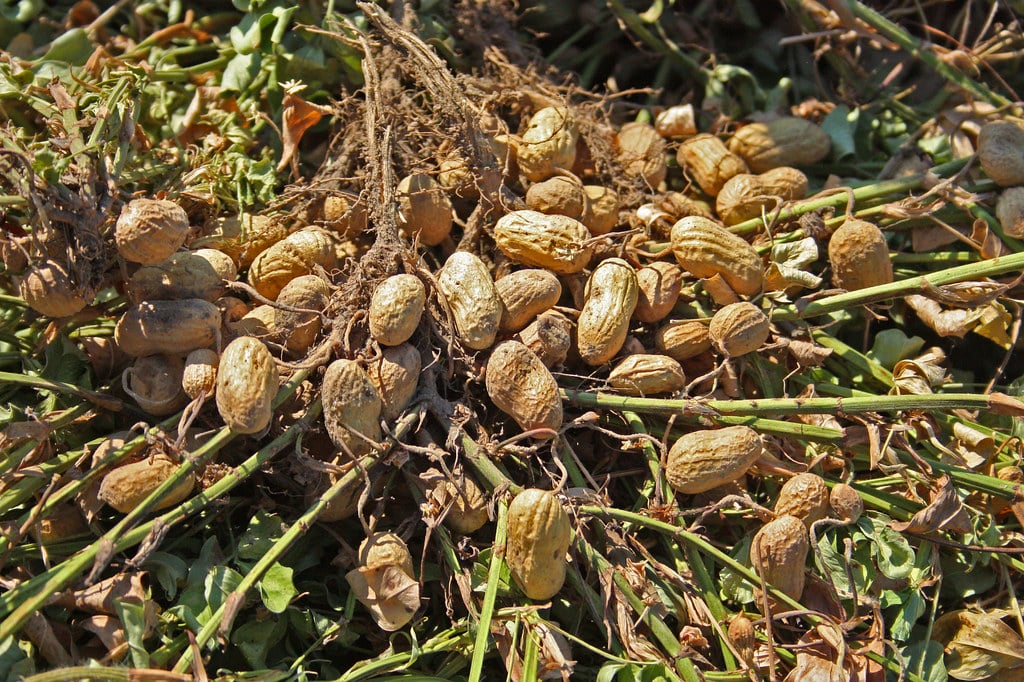 ¿De dónde salen los cacahuetes?
